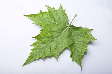 《赛博朋克2077：往日之影》新概念图 狗镇的一天